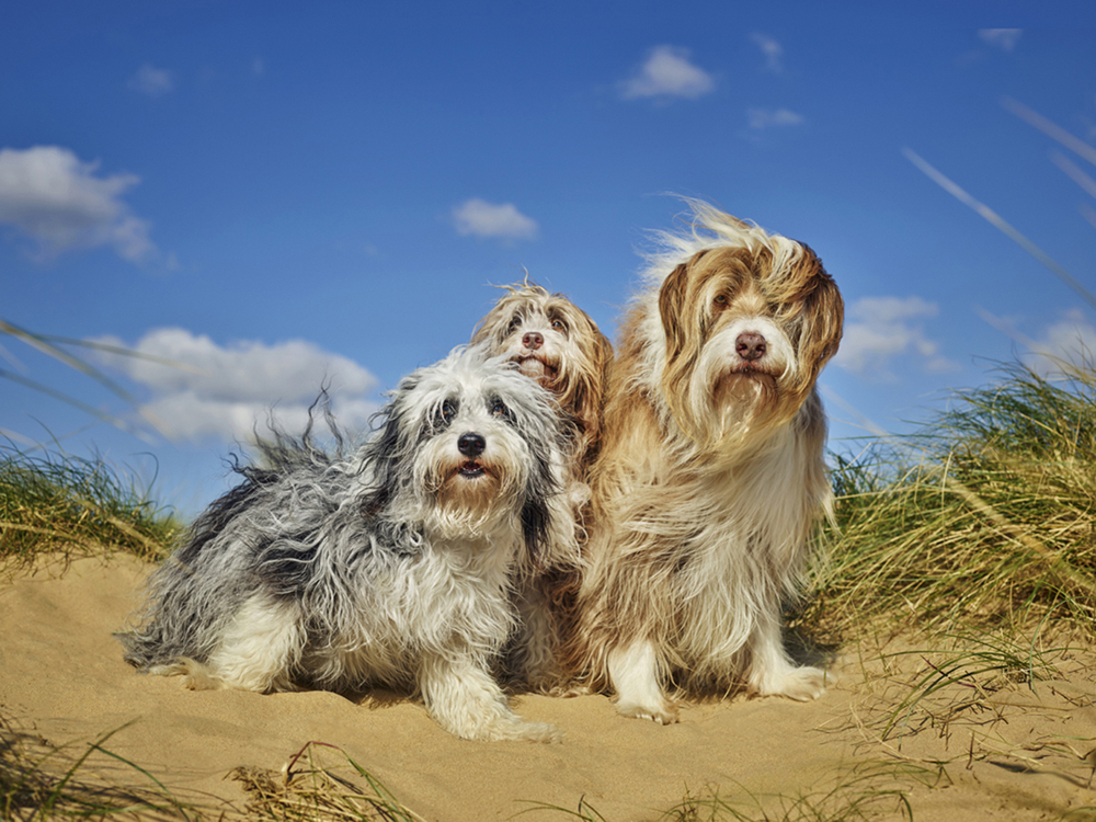 Alex Howe windy sun long hair beach dog portrait group pack