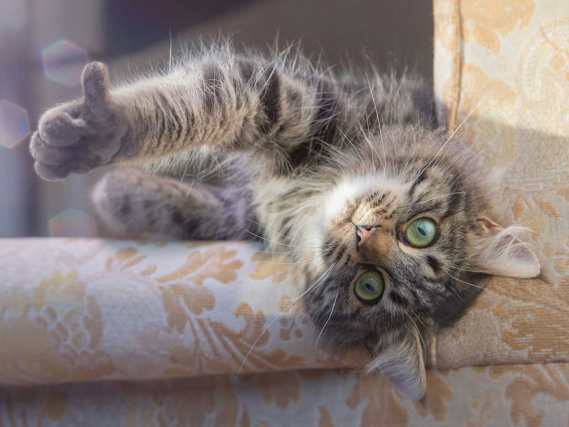 Alex Howe cat thumbs up upside down relaxing on sofa retouch