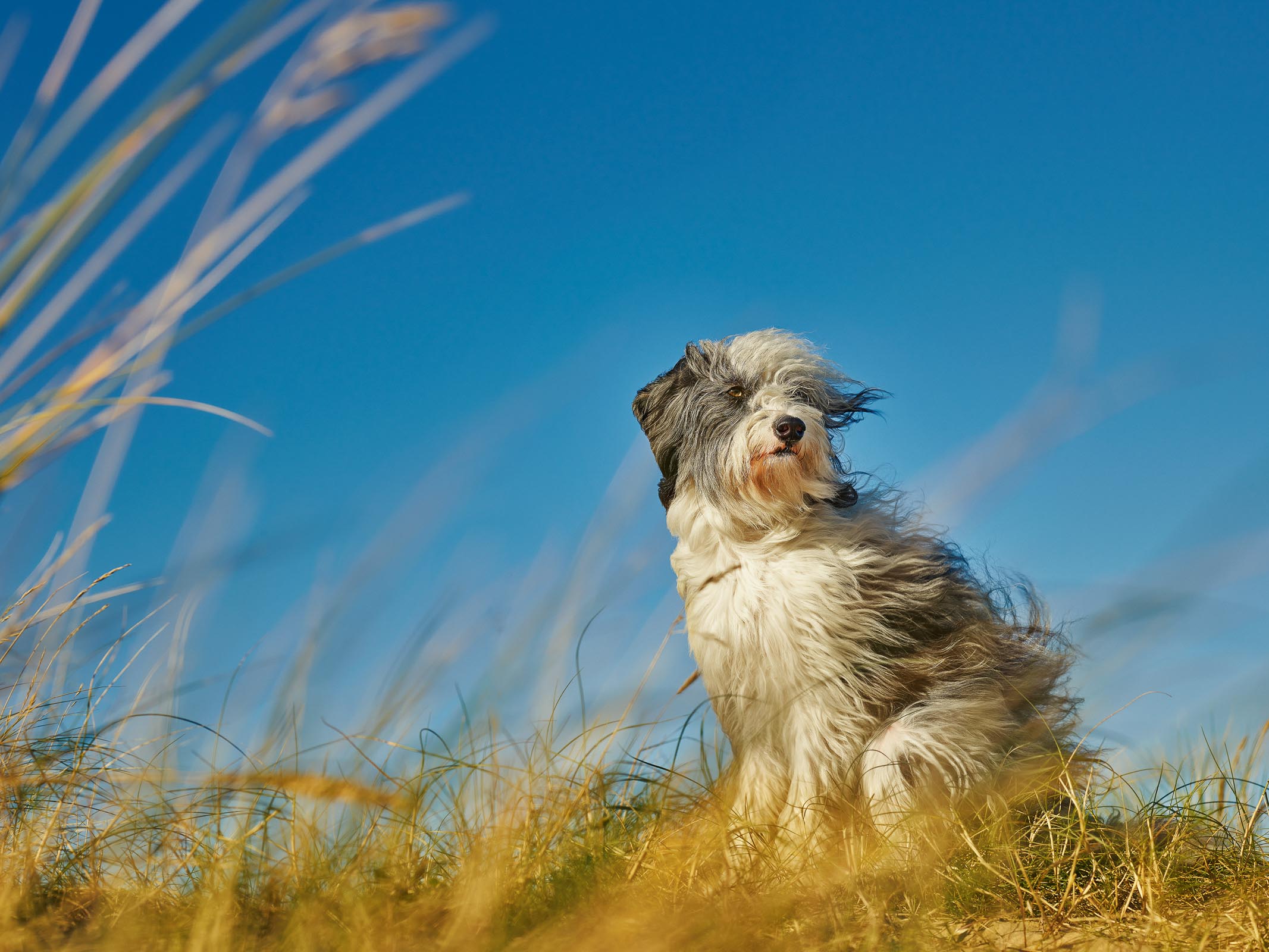 Alex Howe windy sun beach dog portrait