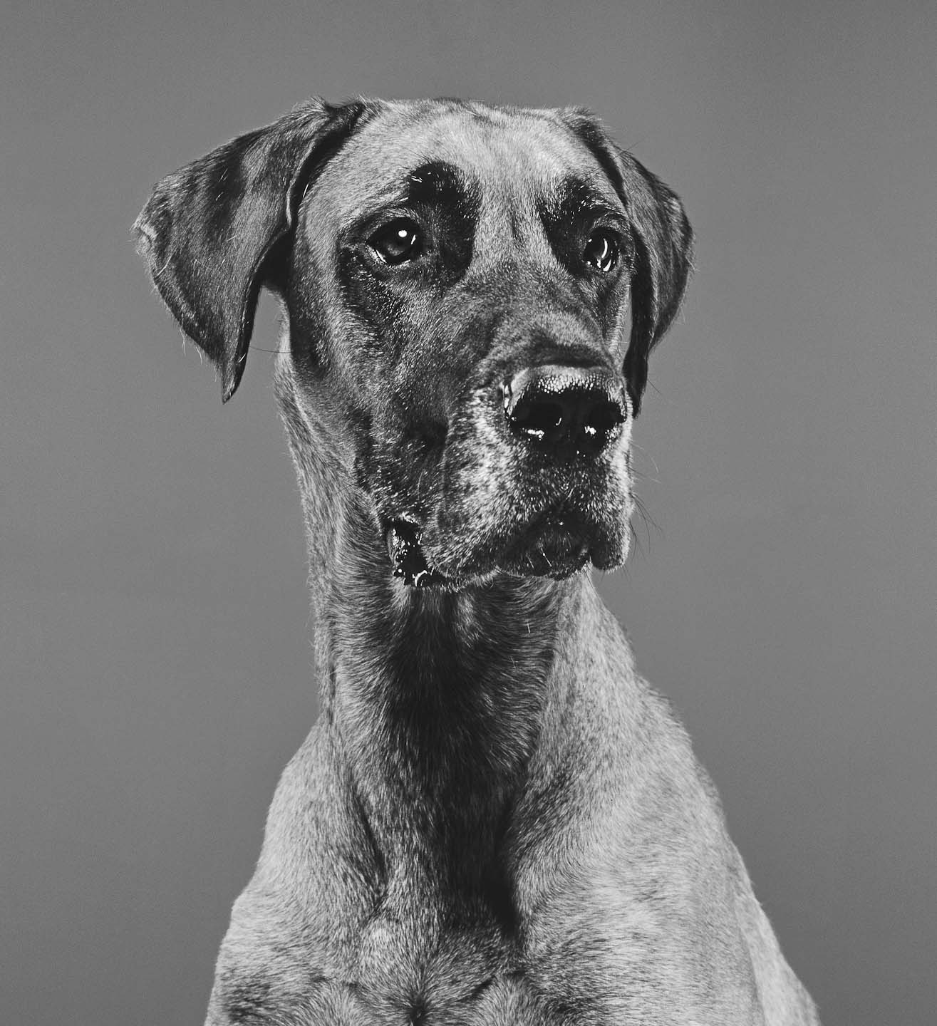 Alex Howe animal contrast dog studio portrait black and white