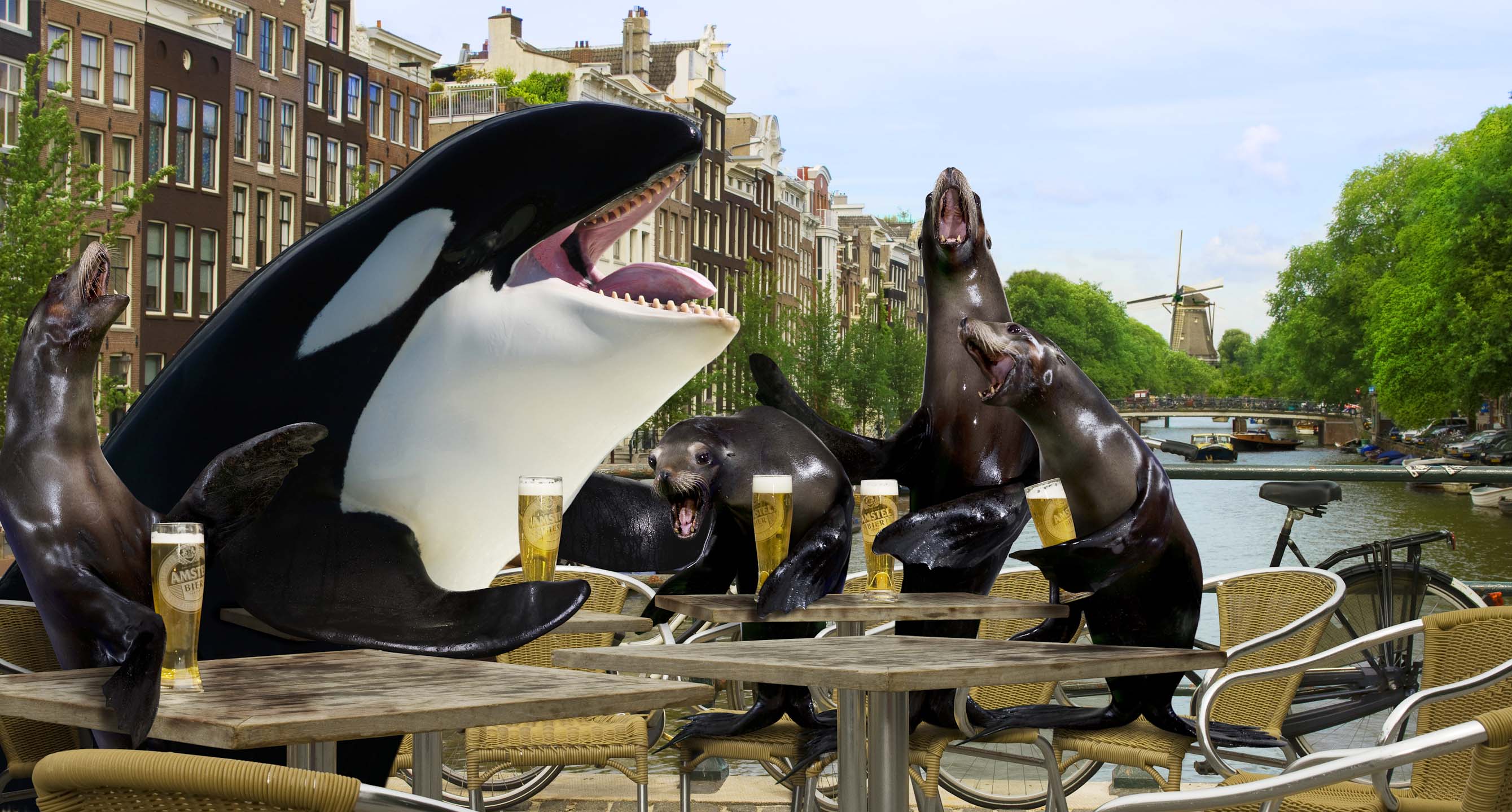 Alex Howe animal sea creature killer whale and seals having a pint in Amsterdam Holland by river in run laughing hunter prey friend