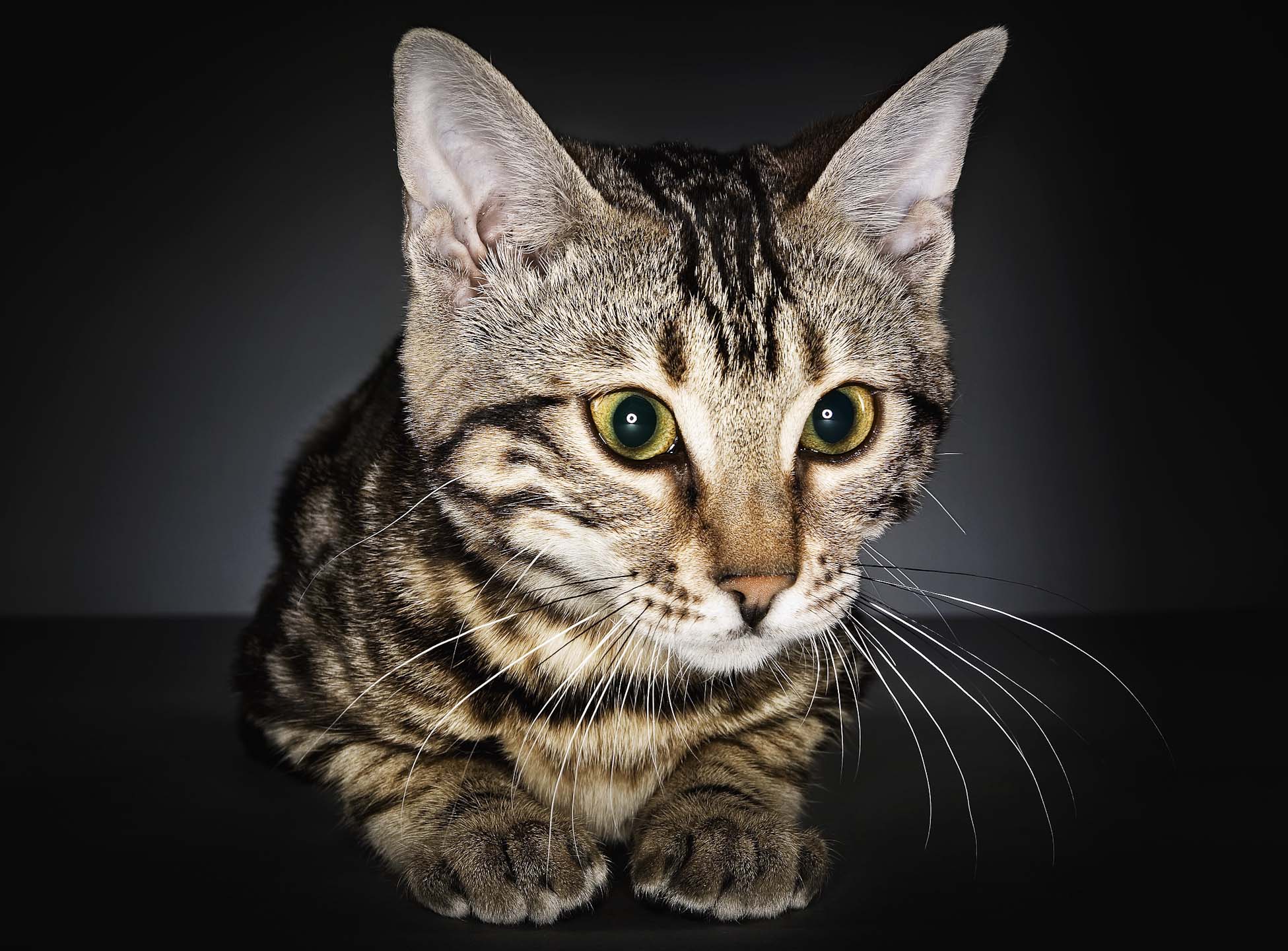 Alex Howe animal curious cat studio portrait