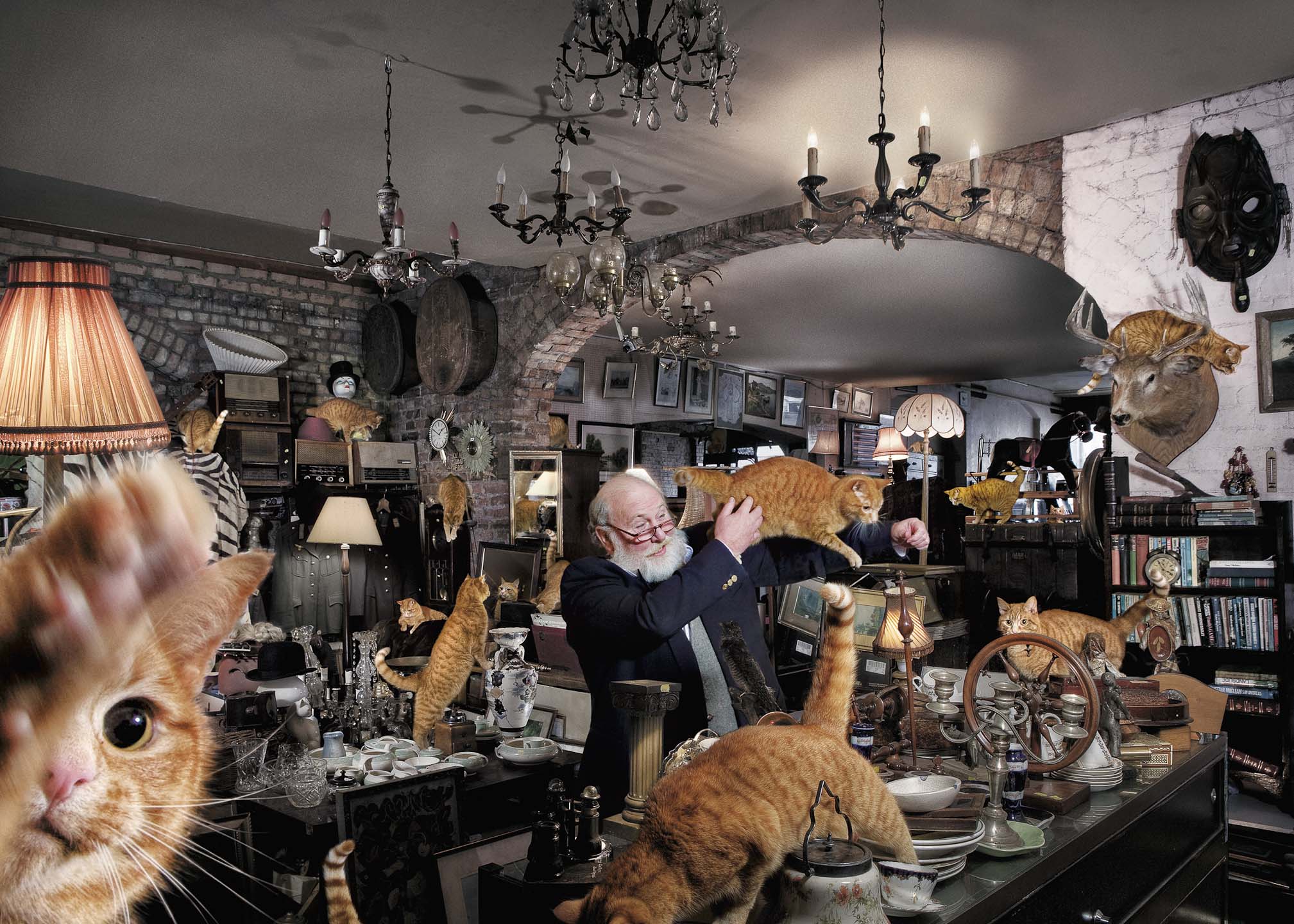 Alex Howe animal cats old man antique store crazy cat man 