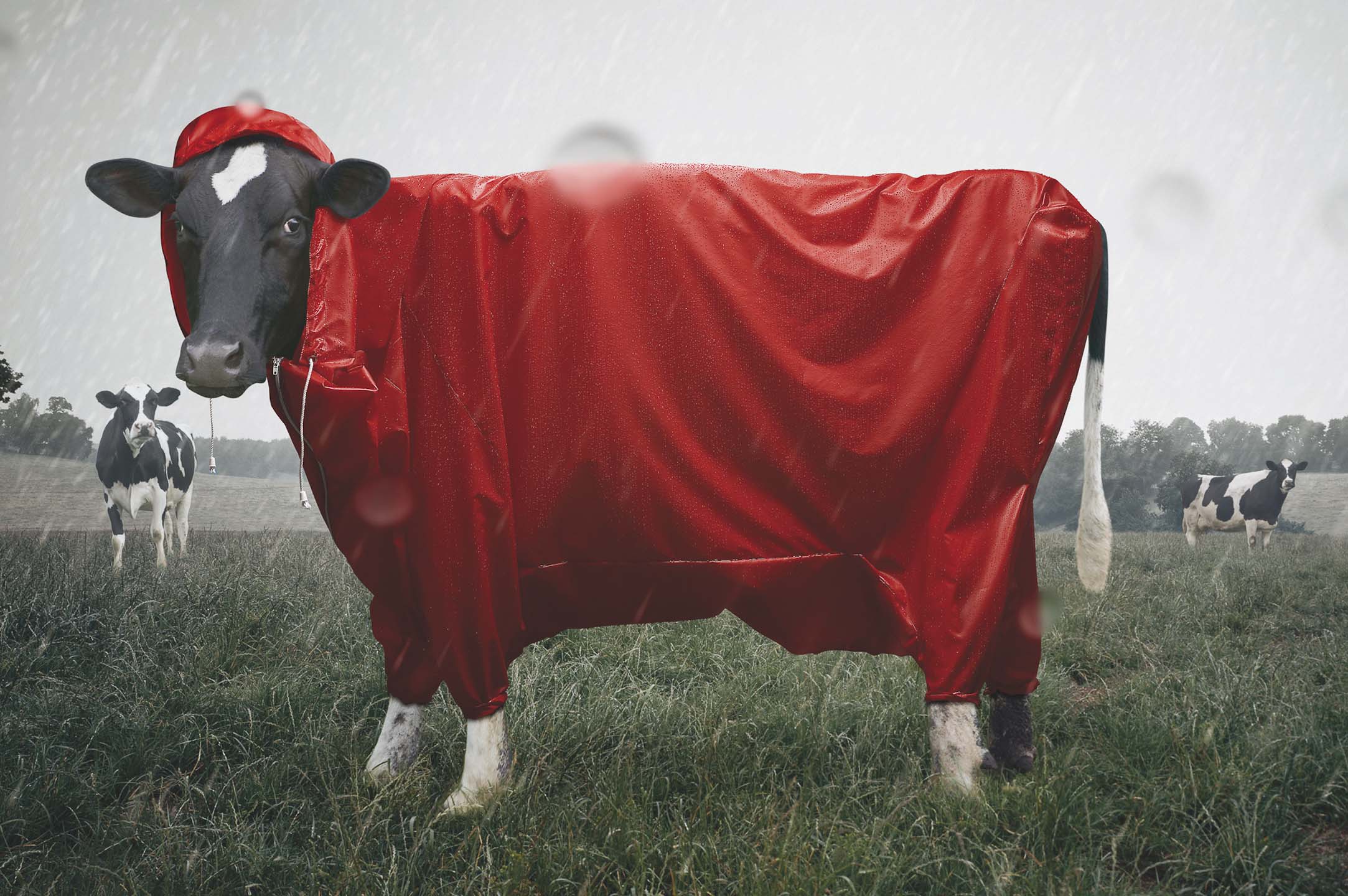 Alex Howe animal cow in red rain jacket in field whilst raining