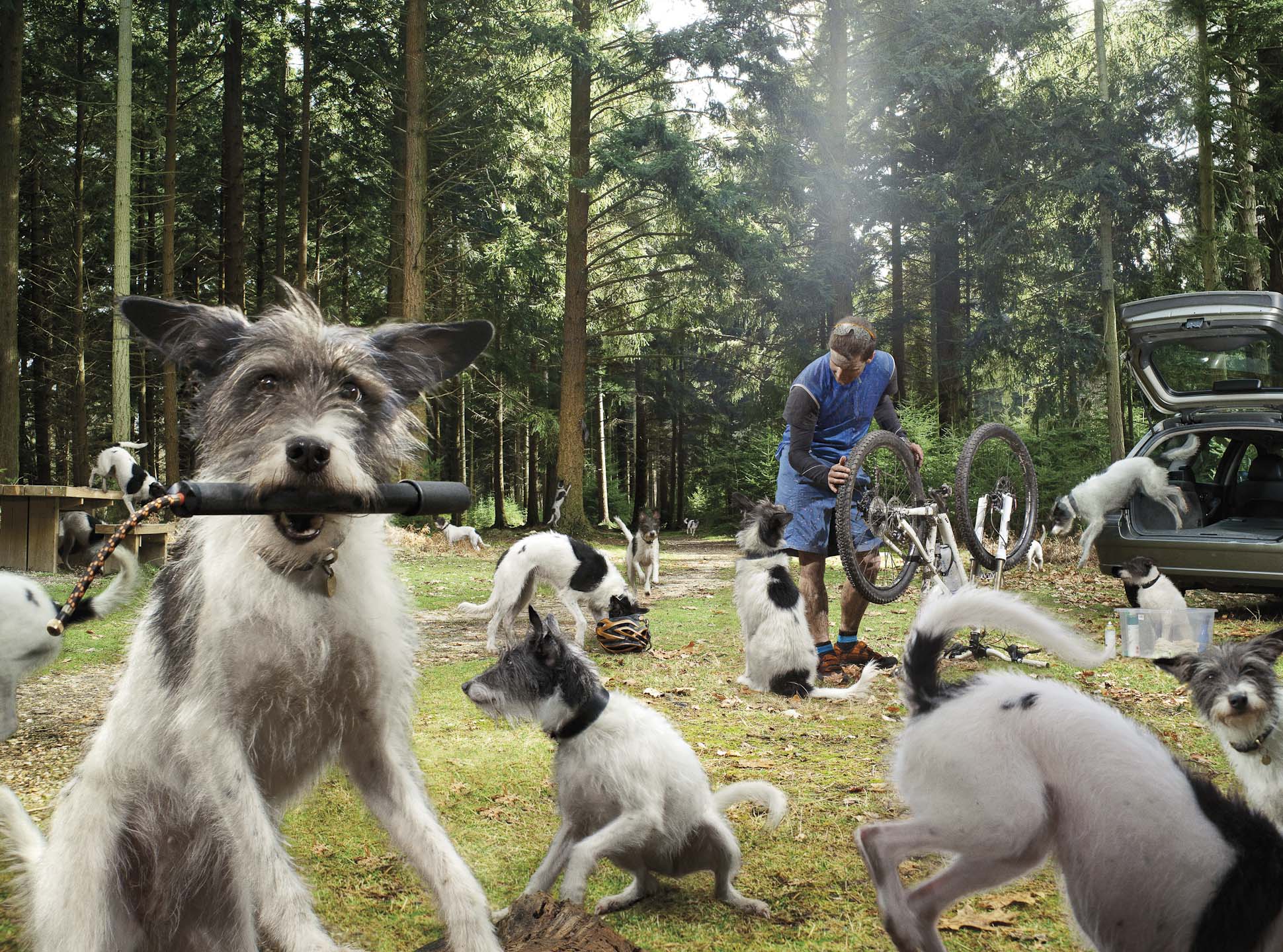 Alex Howe animal dogs in forest paying with owner preparing bicycle for cycling