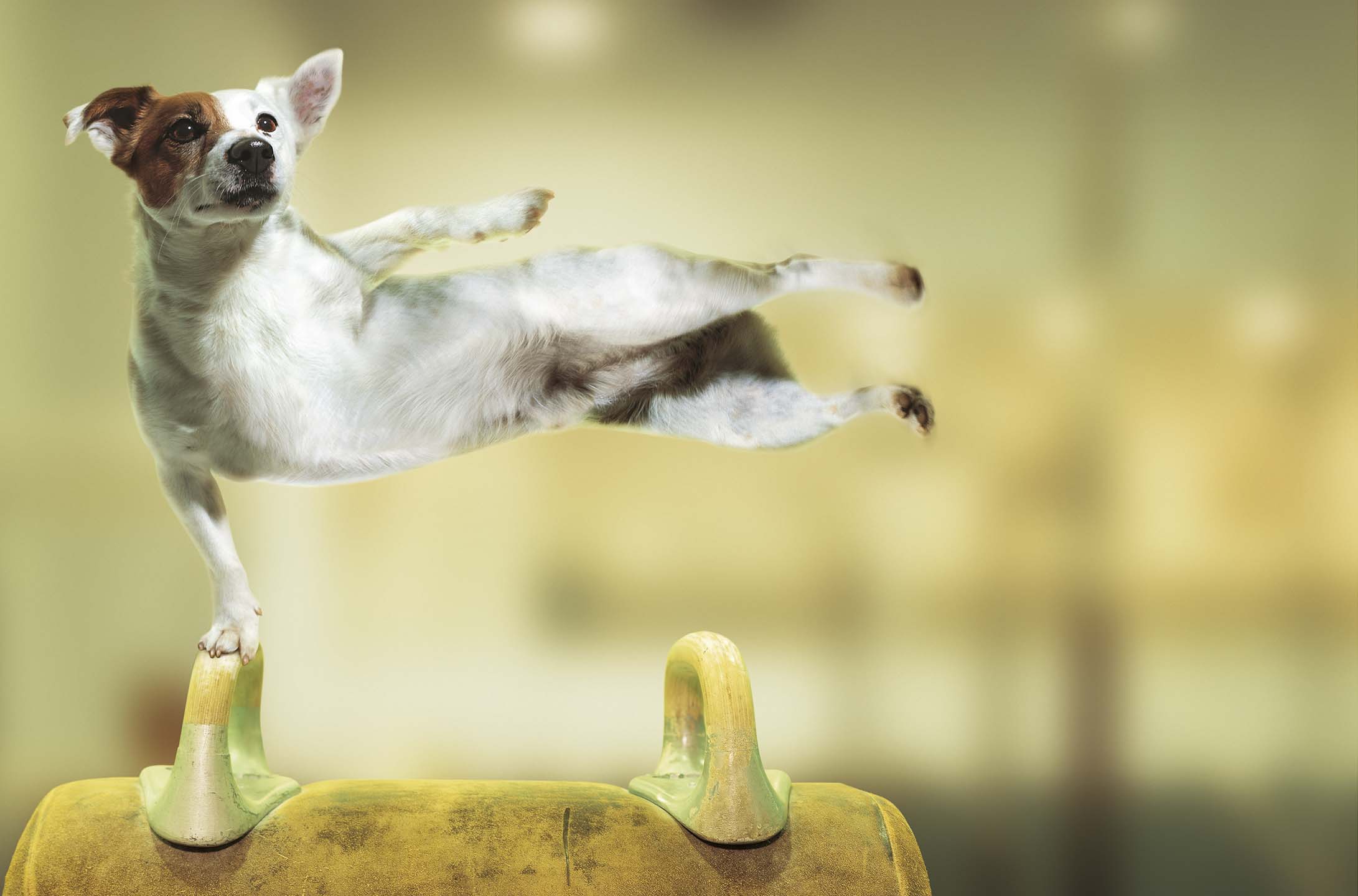 Alex Howe animal gymnastic dog 