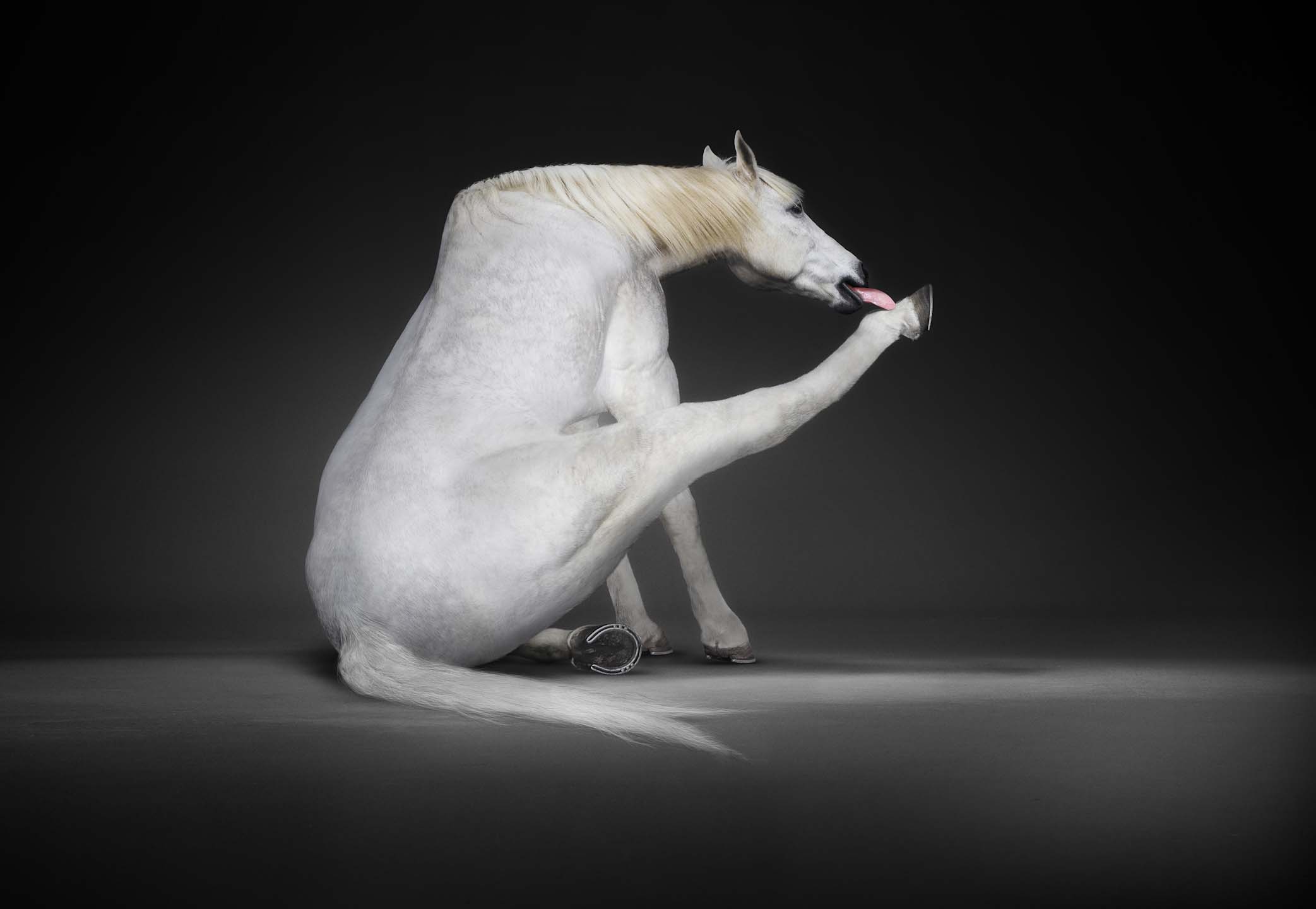 Alex Howe animal white horse grooming cleaning hooves like cat licks paws in dark studio