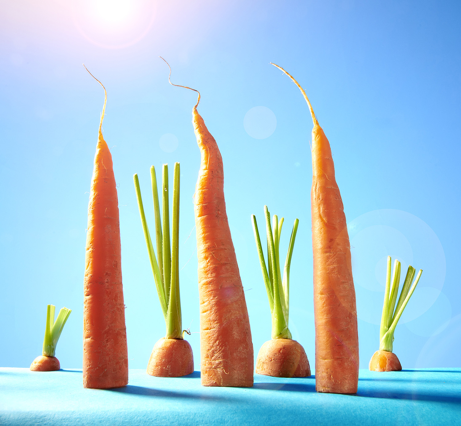 Carrotstestweb