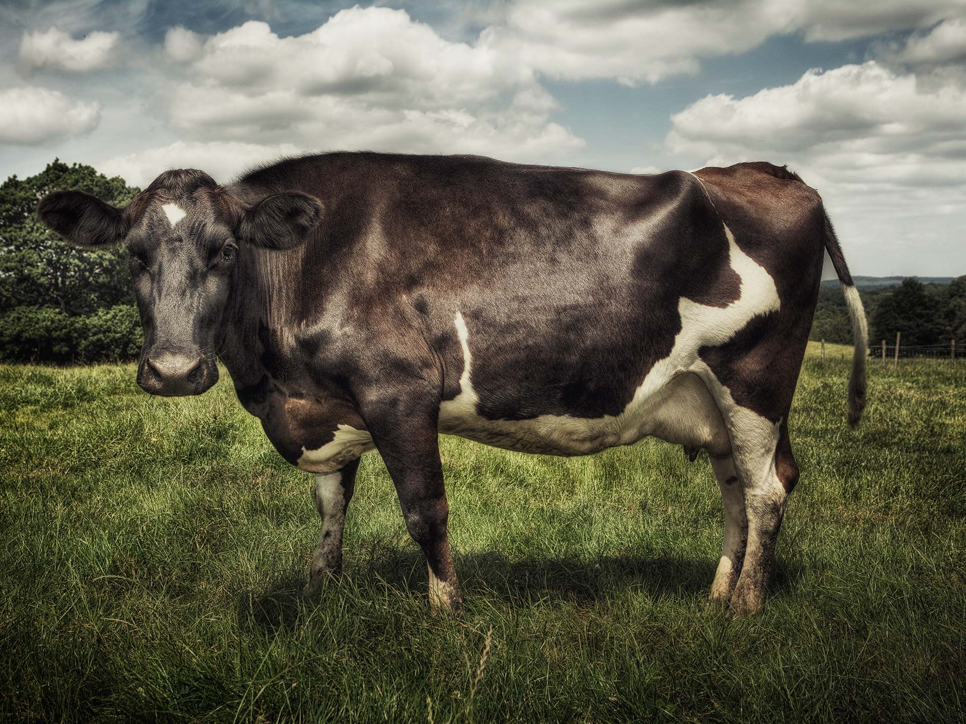 Alex Howe animal cow field contrast