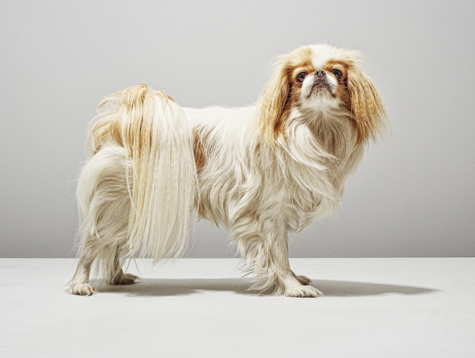 Alex Howe animals dog studio profile portrait with shadow