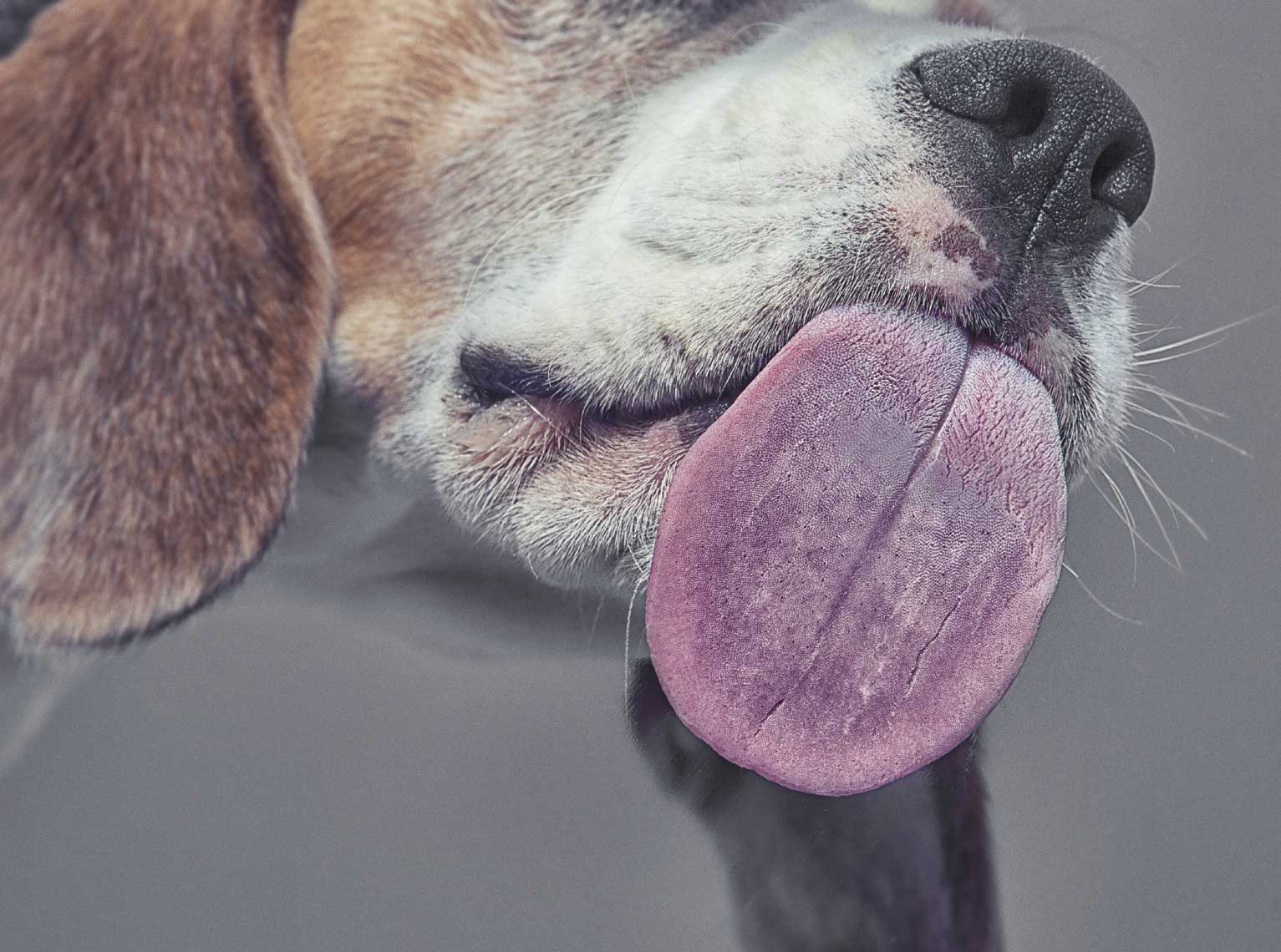 Alex Howe animals dog tongue lick window camera