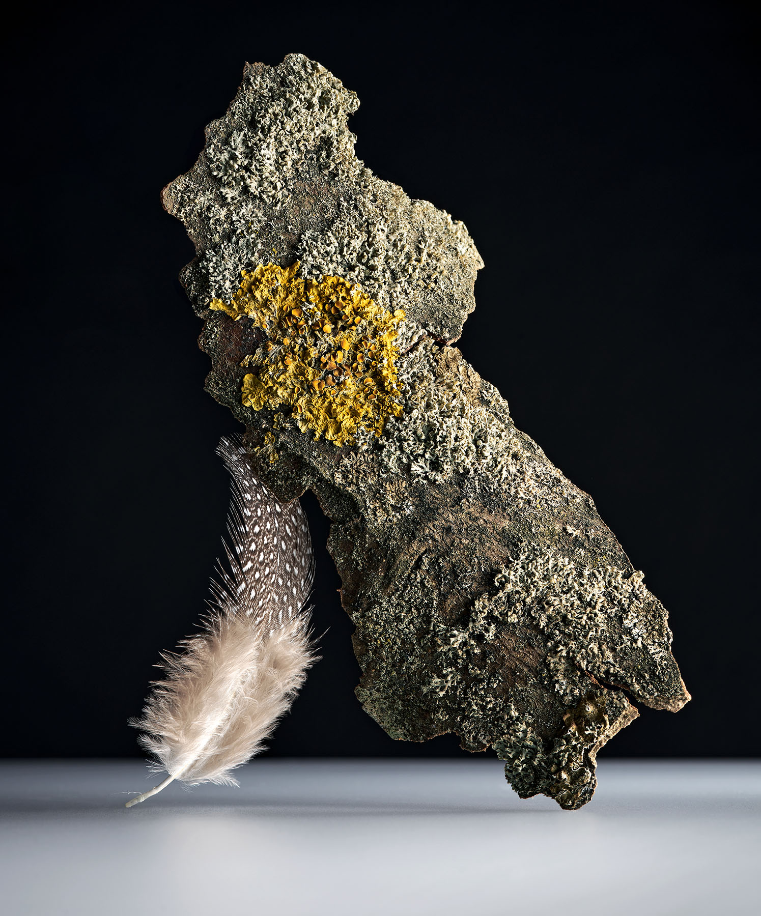 FeatherFlat7aFIN