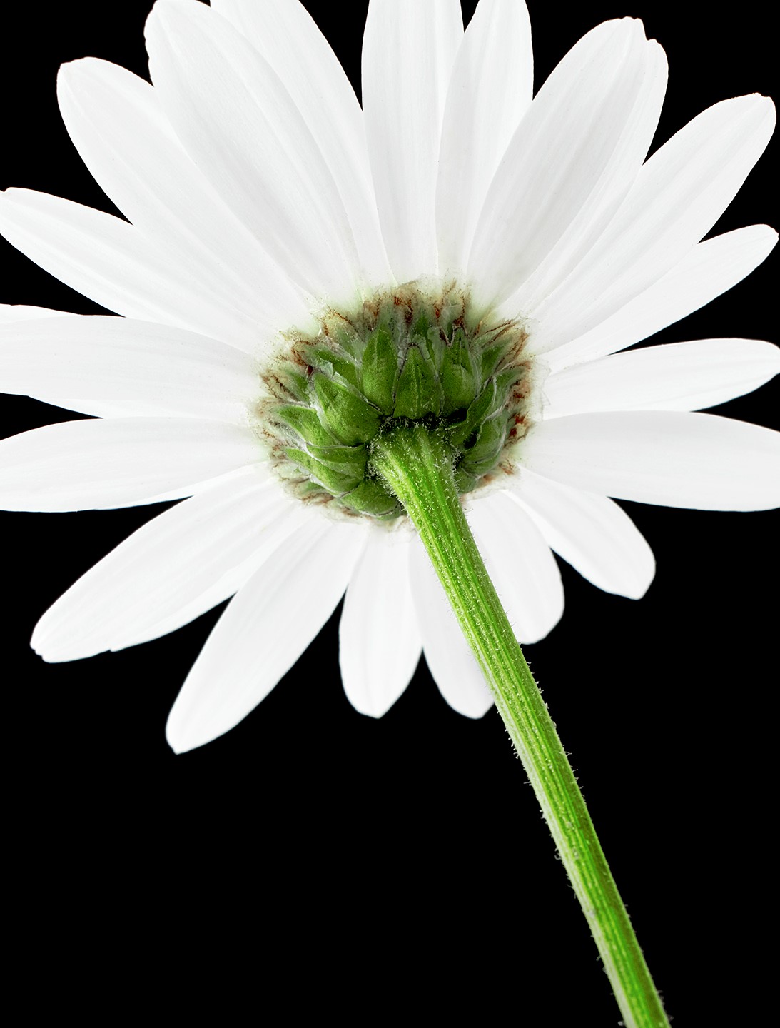 Flowers3