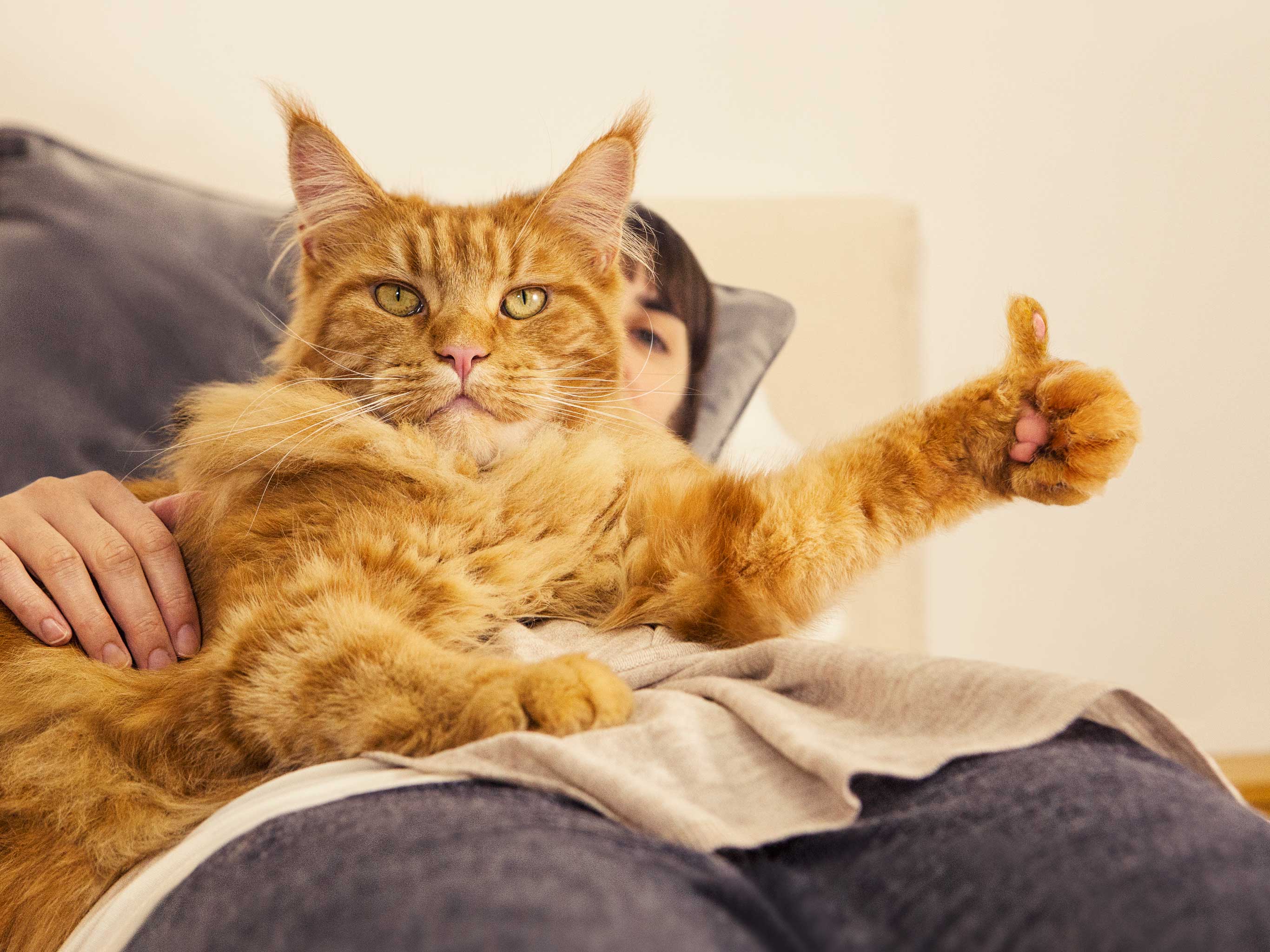 Alex Howe animals ginger cat thumbs up upside down relaxing on sofa retouch...