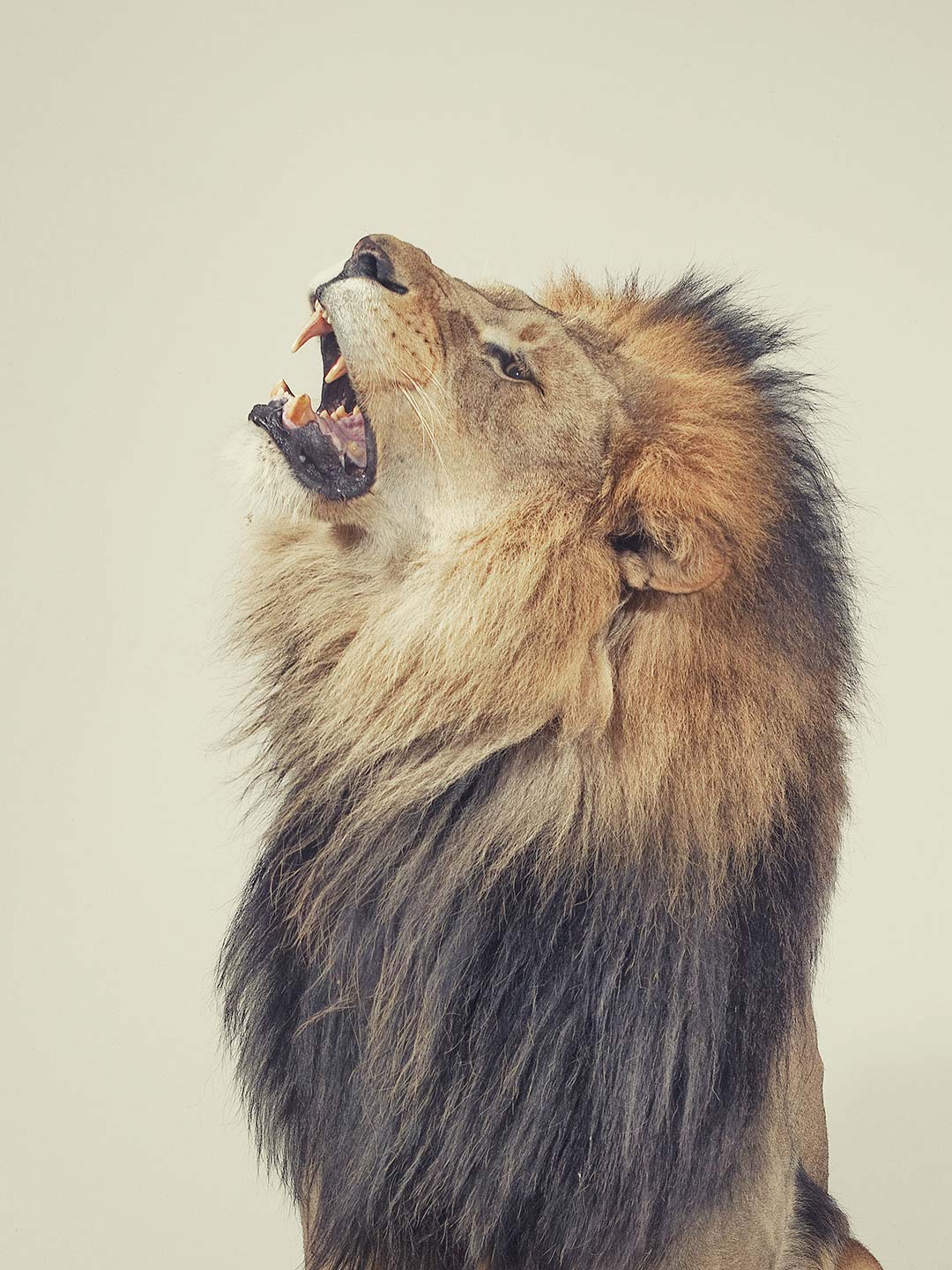 Alex Howe animal lion portrait profile fur mane studio