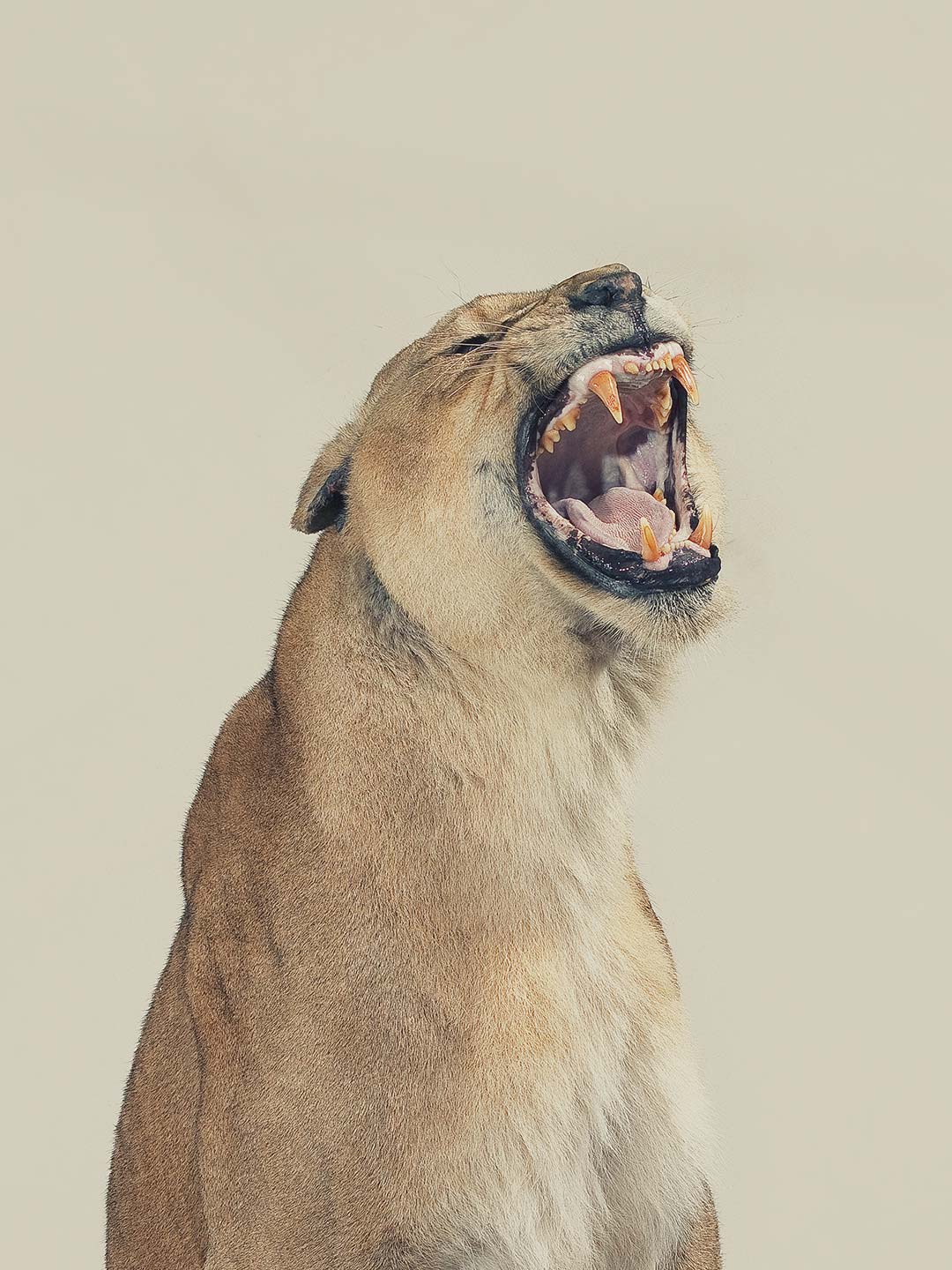 Alex Howe animal lioness roar studio