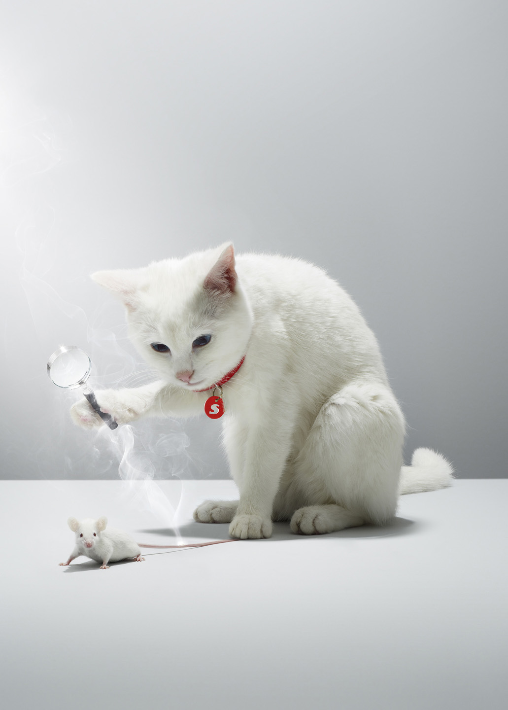 Alex Howe animal white cat focus torturing mouse trap tail game retouch