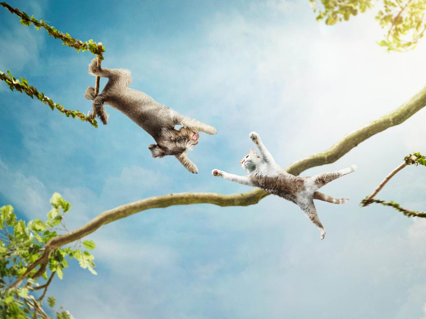 Alex Howe animals dog cat swinging in tree acrobatics retouch