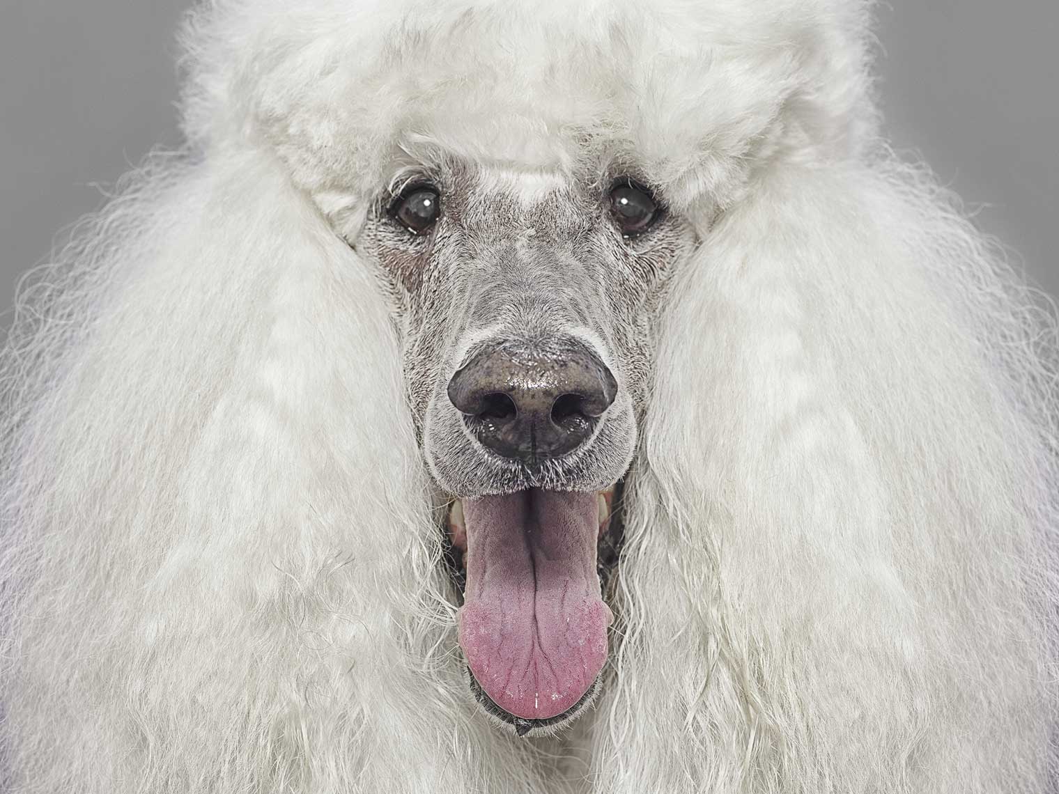 Alex Howe animals happy white poodle frizzy fur panting tongue portrait