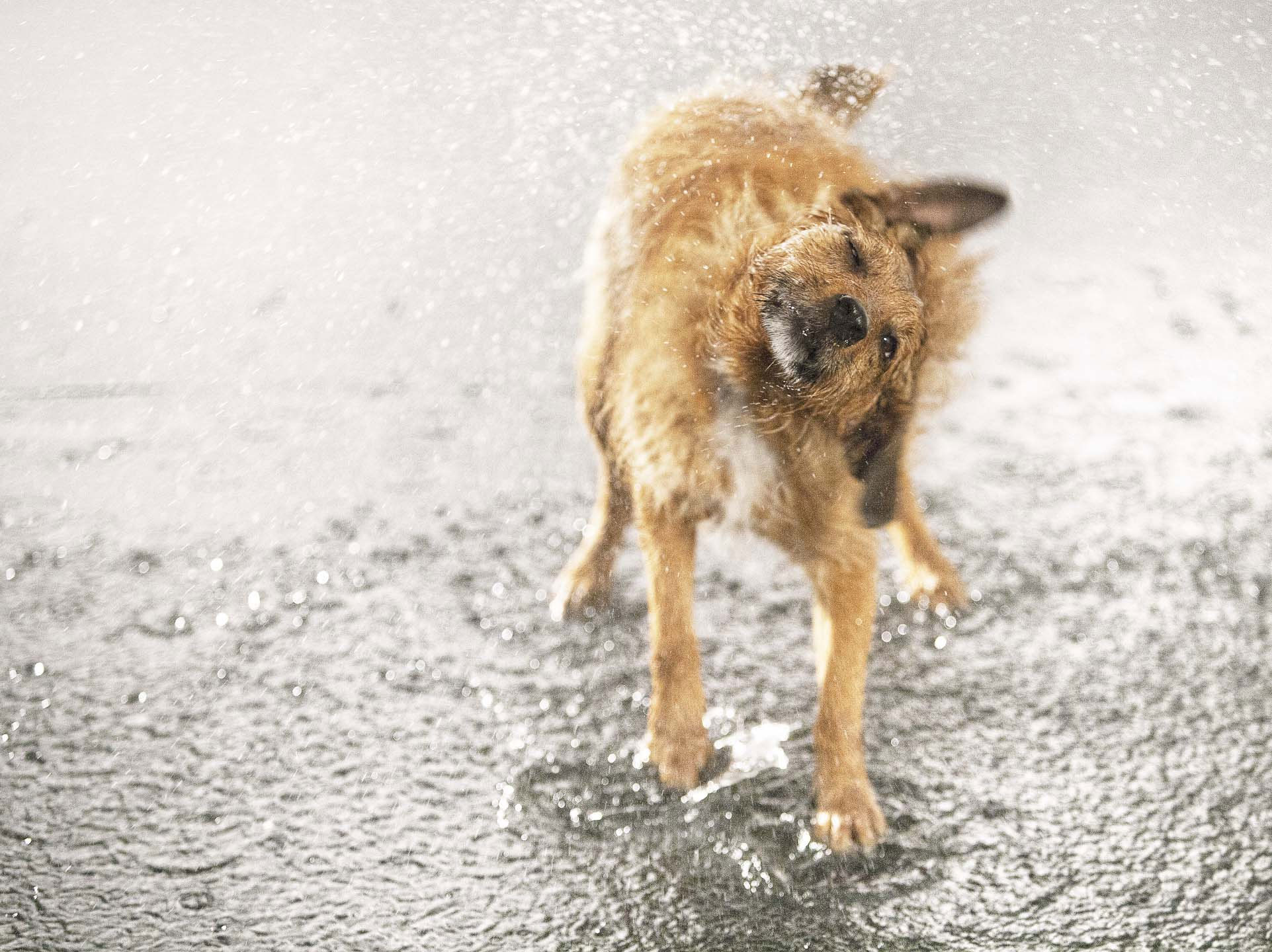 Alex Howe animal wet dog shake in rain puddle